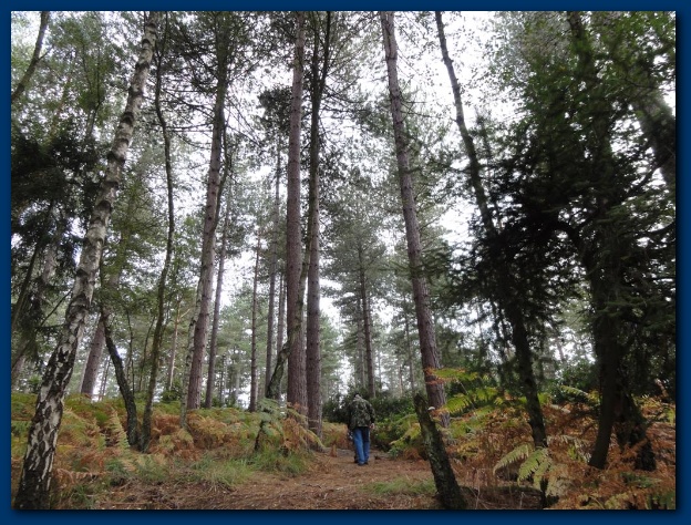 600x449 pixels (192K)